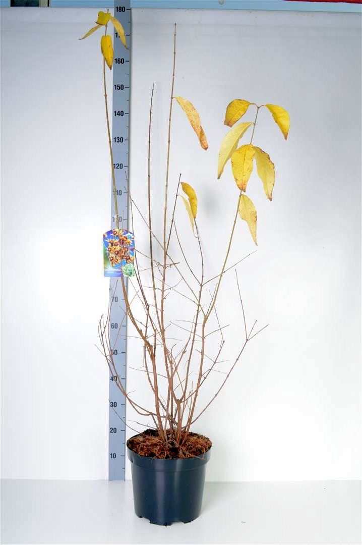 Vinterblom praecox - C10 80-100 CM
