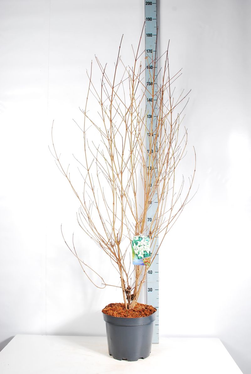 Kornell kousa chinensis - C10 100-125 CM