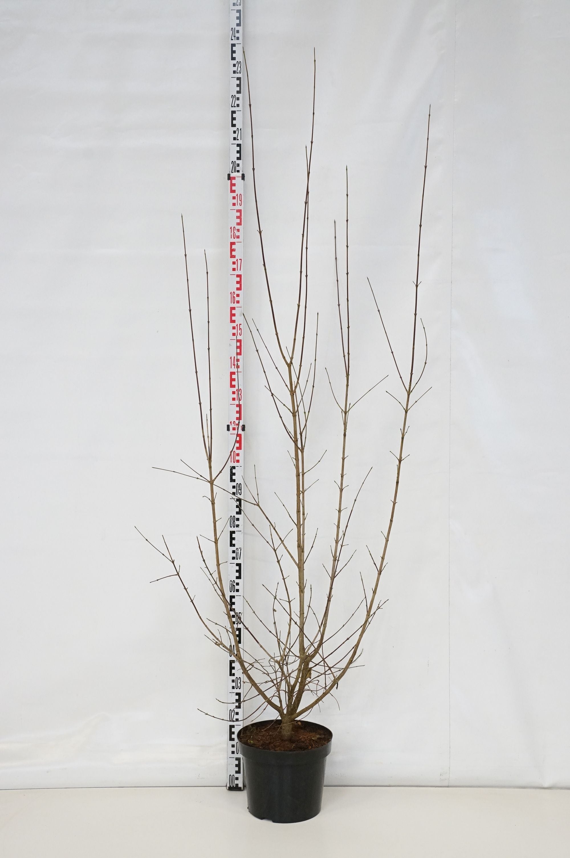 Kornell mas - C10 125-150 CM