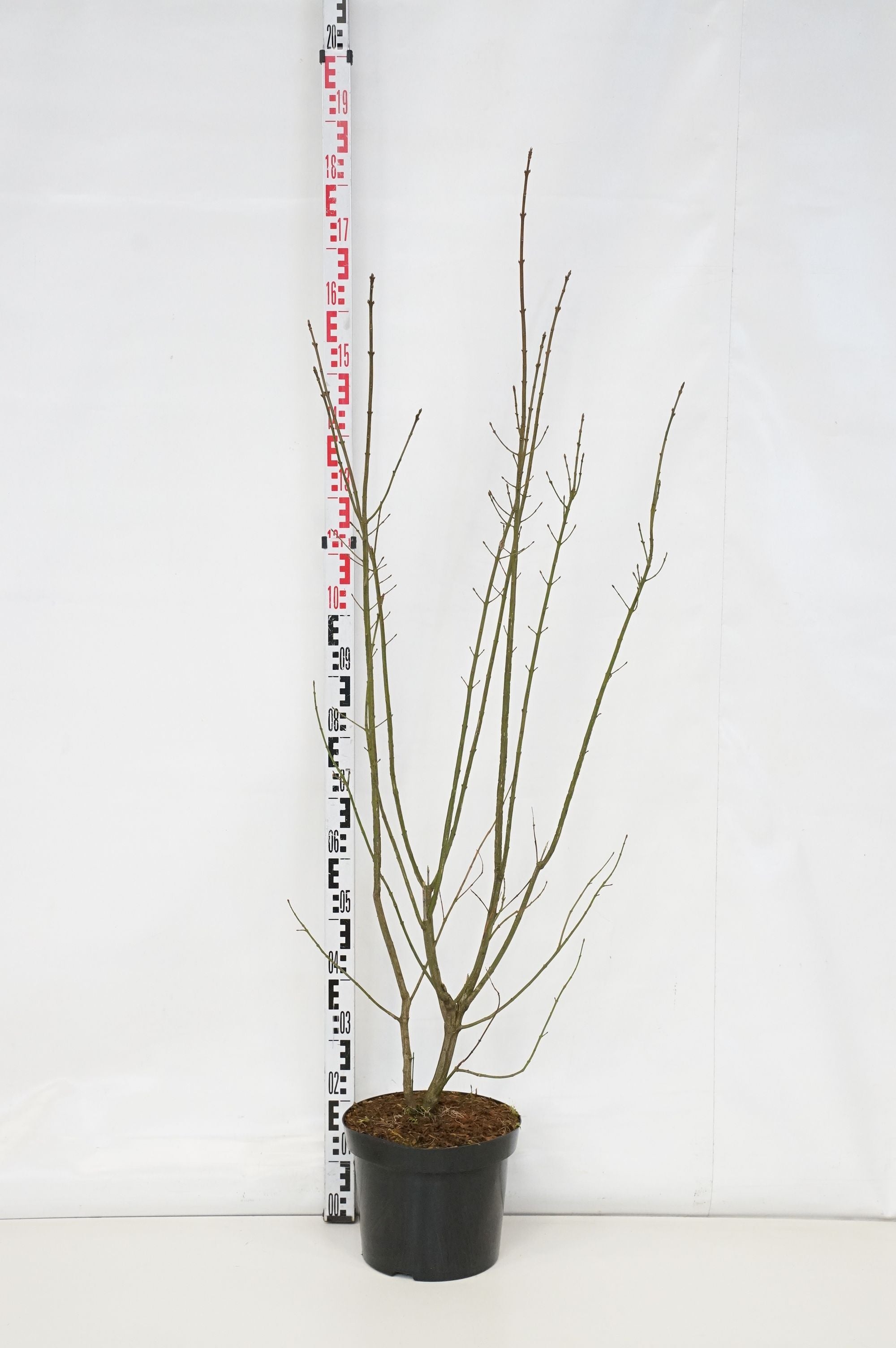 Benved europaeus - C10 100-125 CM