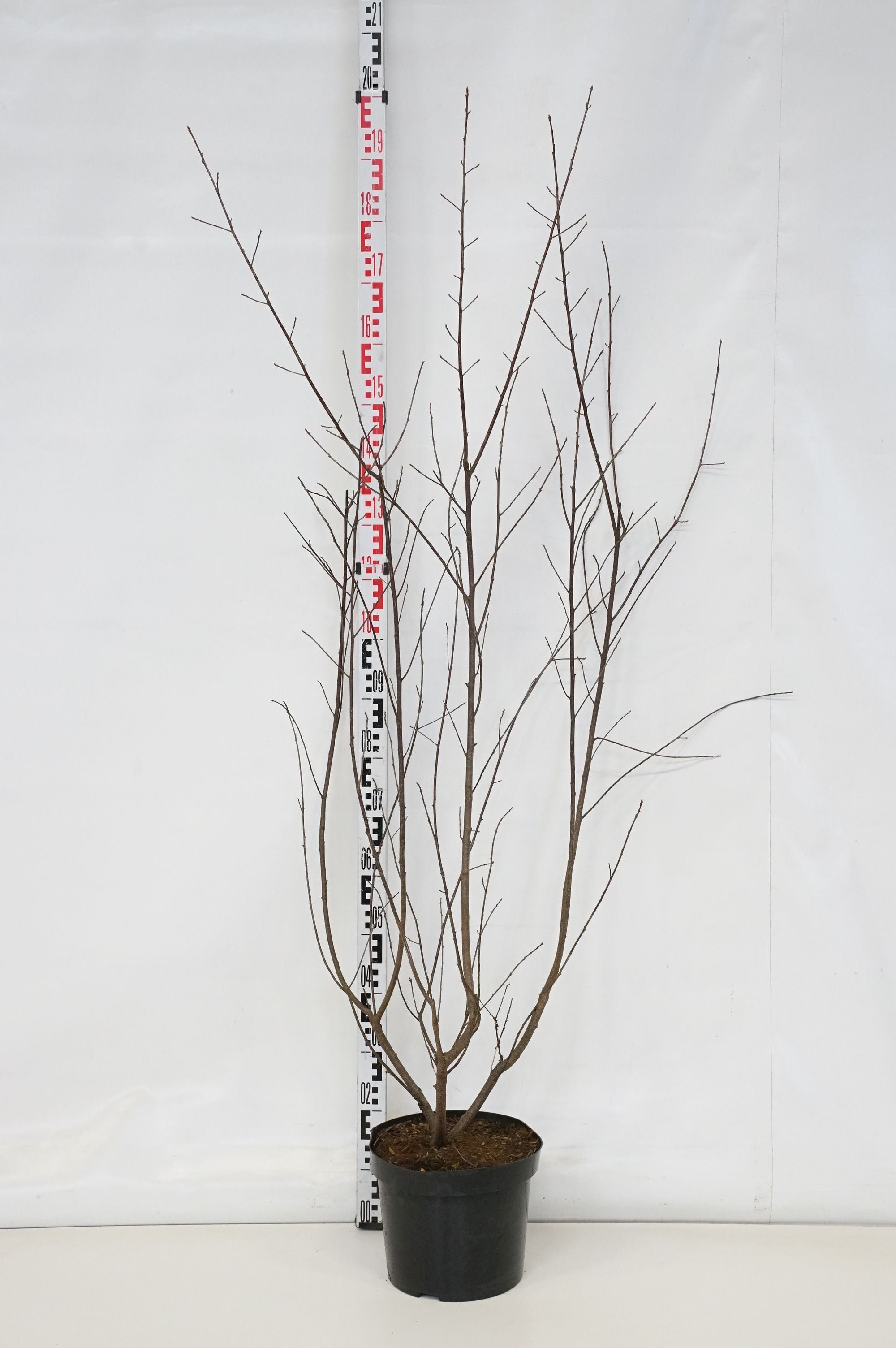 Brakved alnus (Rhamnus) - C10 125-150 CM