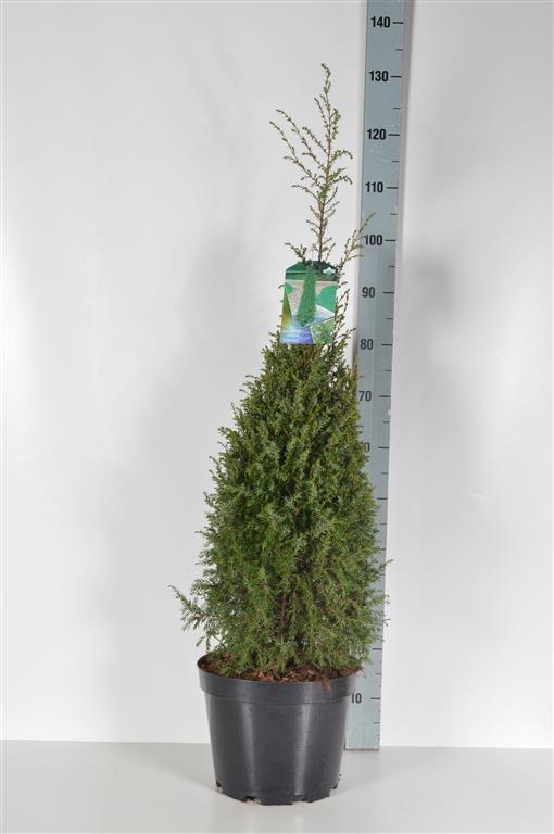 En comm. &