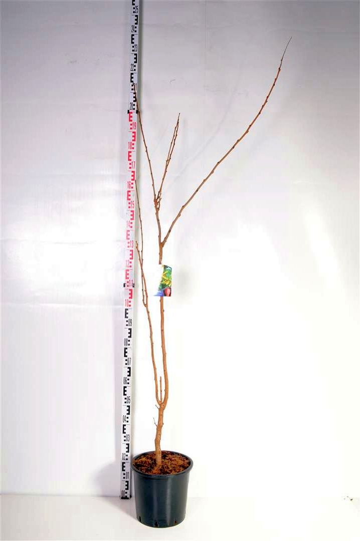 Lyktträd paniculata - C15 150-175 CM