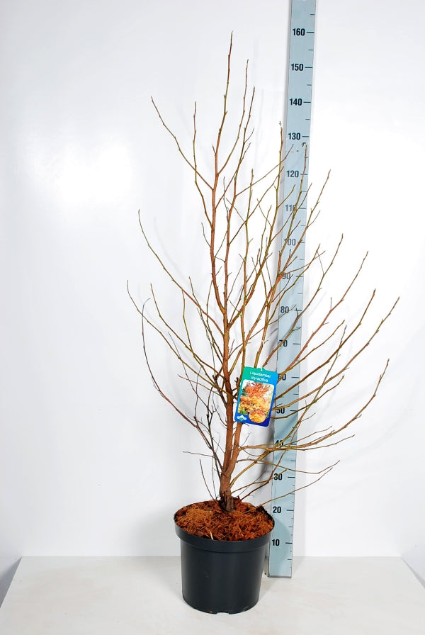 Amerikansk ambra styraciflua - C10 100-125 CM