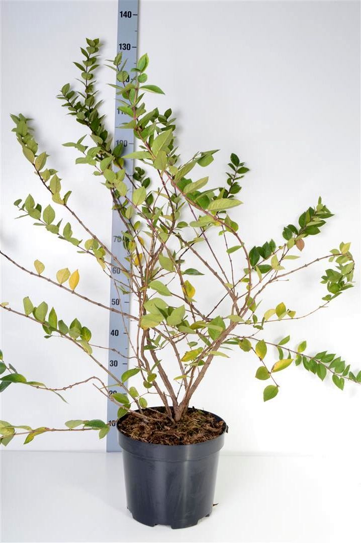 Lonicera purp. &