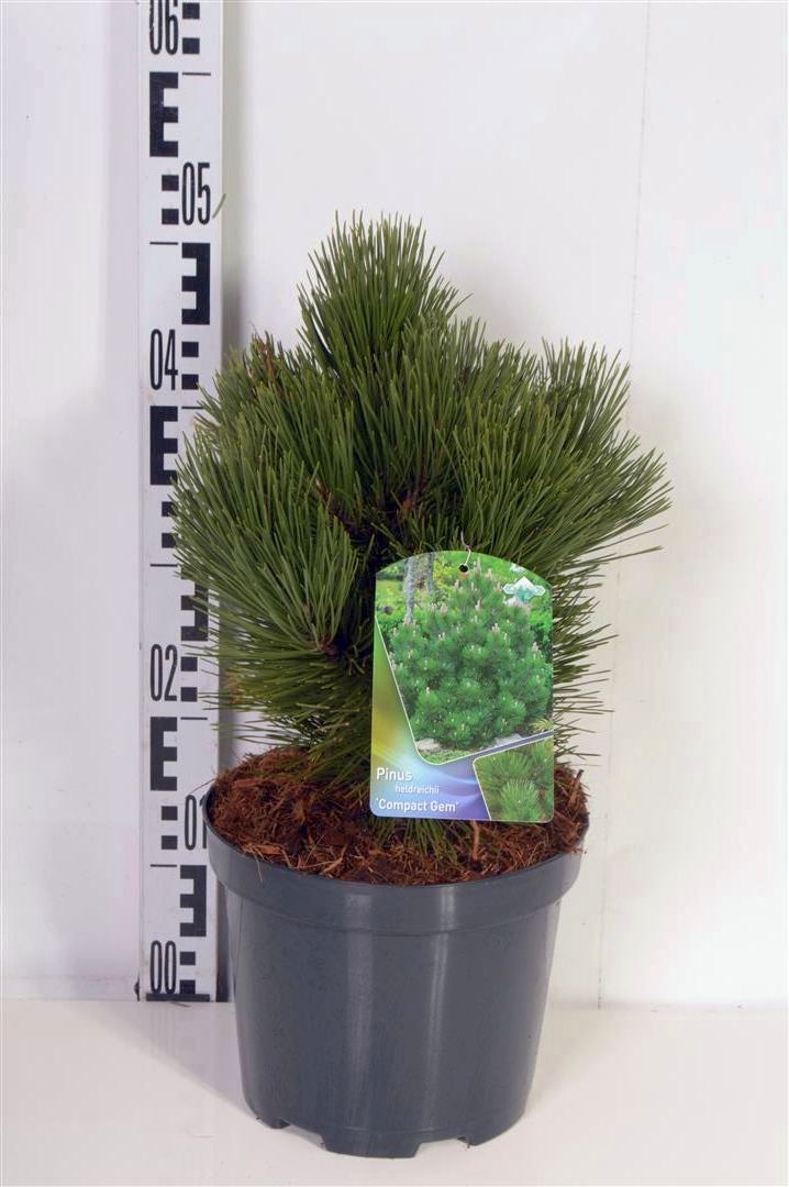 Tall heldreichii &
