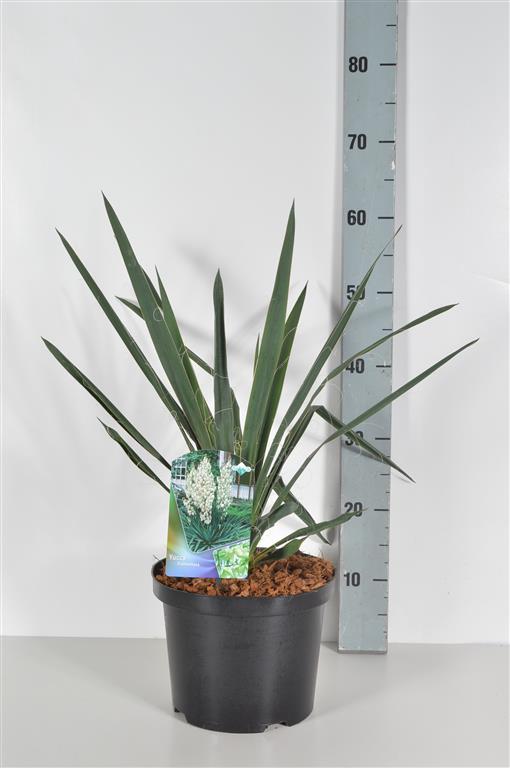 Palmlilja filamentosa - C5/P23 40-50 CM