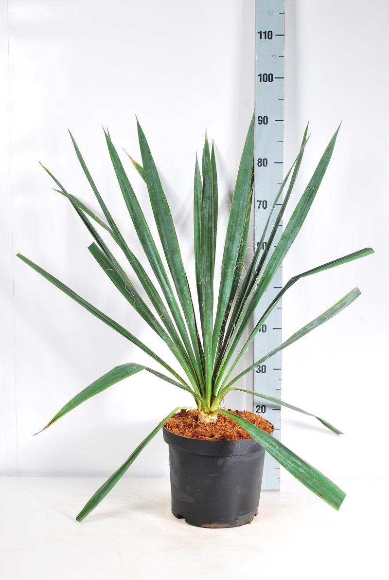 Yucca filamentosa C15 (15 liters kruka) 50-60 cm