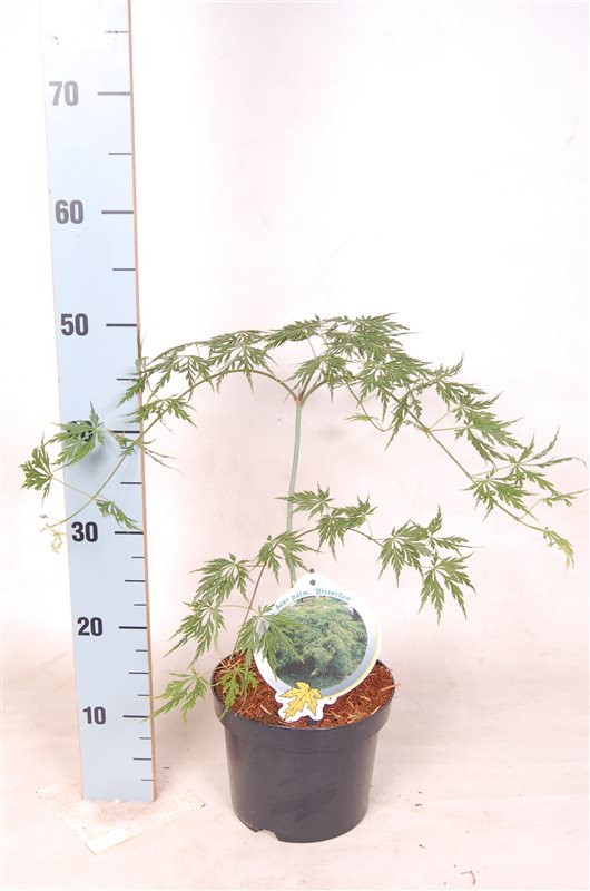 Acer palmatum &