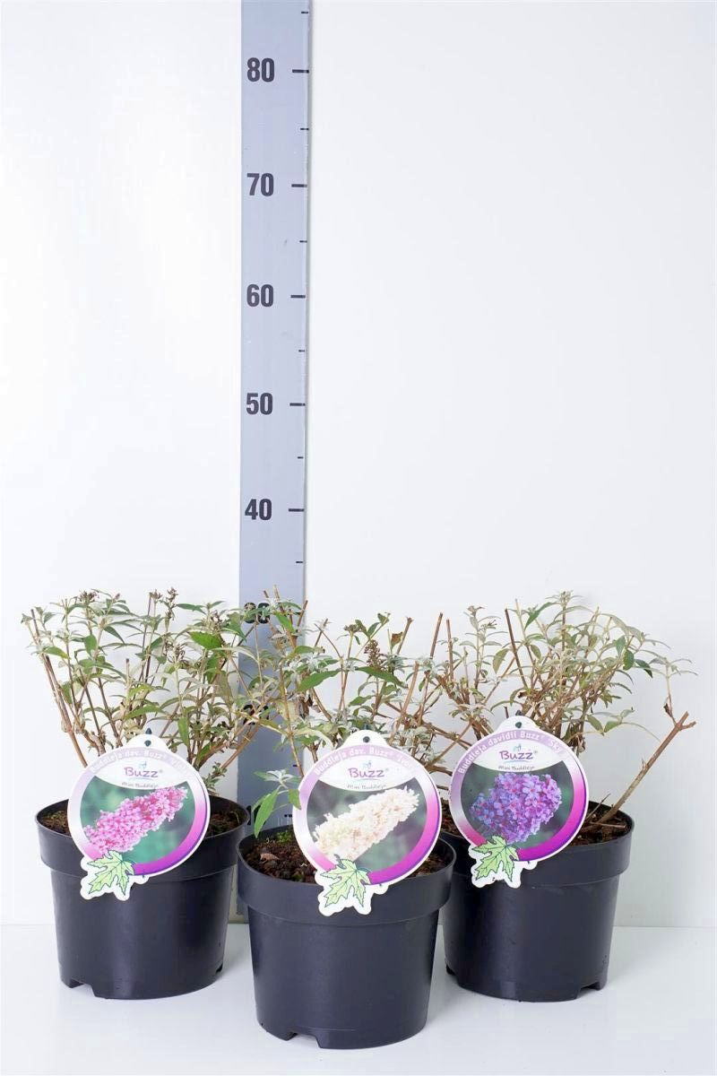 Syrenbuddleja &