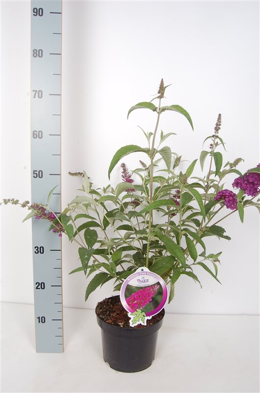 Syrenbuddleja &