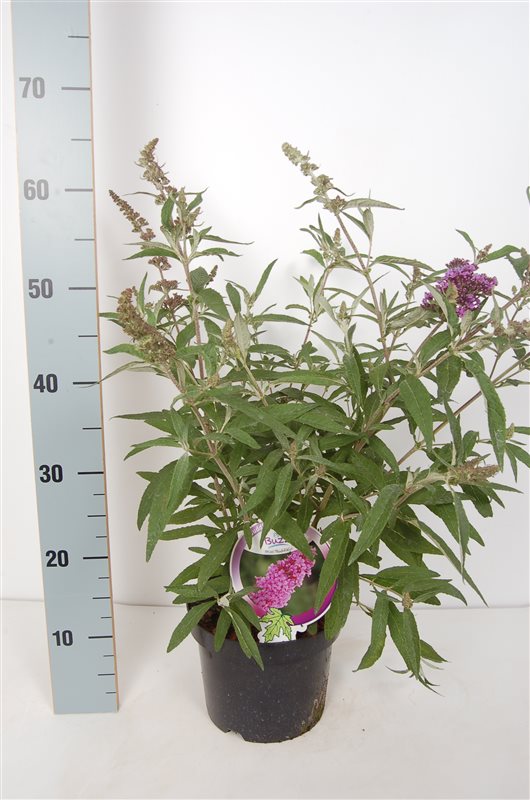 Syrenbuddleja &