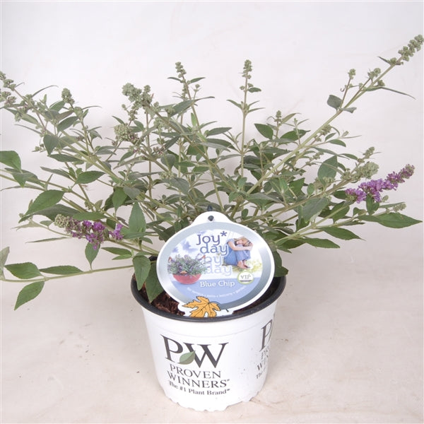 Syrenbuddleja d. &
