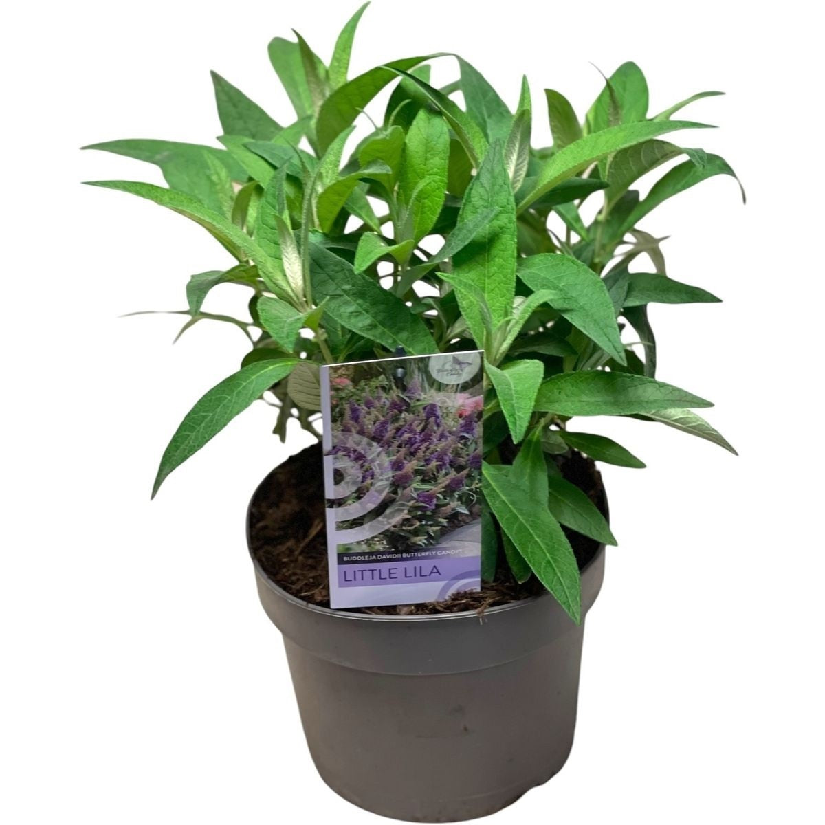 Syrenbuddleja d. &