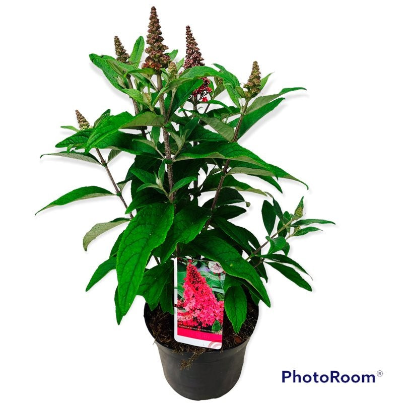 Syrenbuddleja d. &