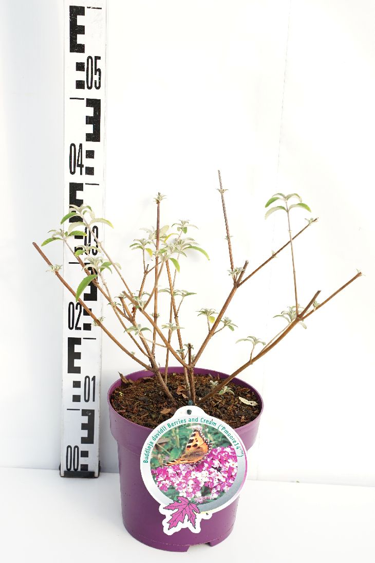 Syrenbuddleja d. &