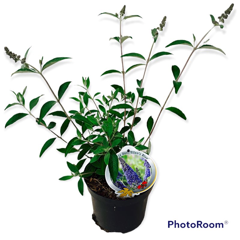 Syrenbuddleja d. &