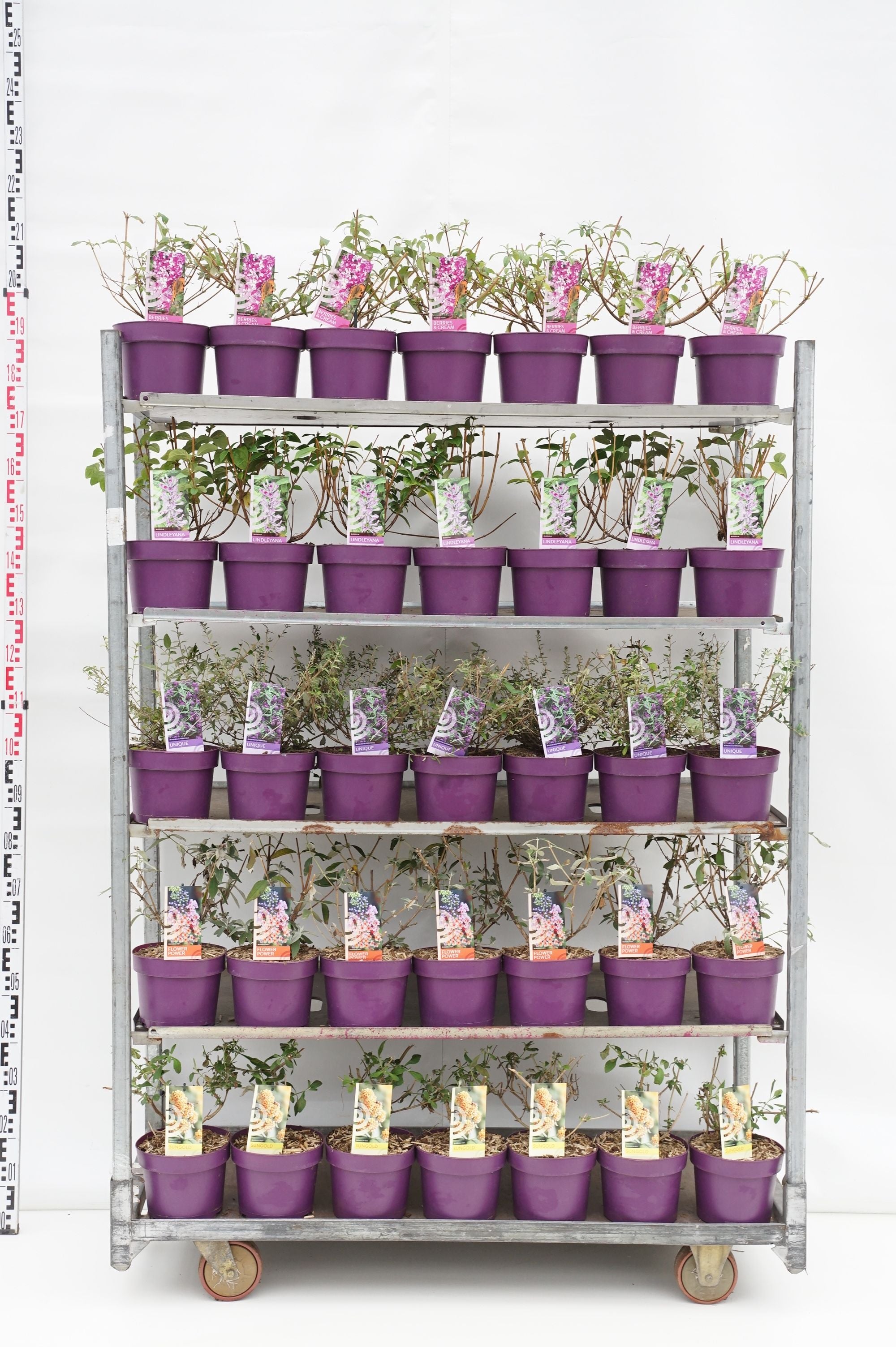 Syrenbuddleja in cultivars - C3/P19 25-30 CM