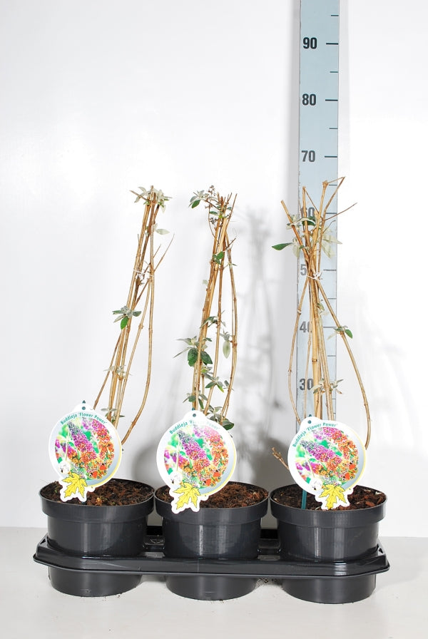 Syrenbuddleja d. &