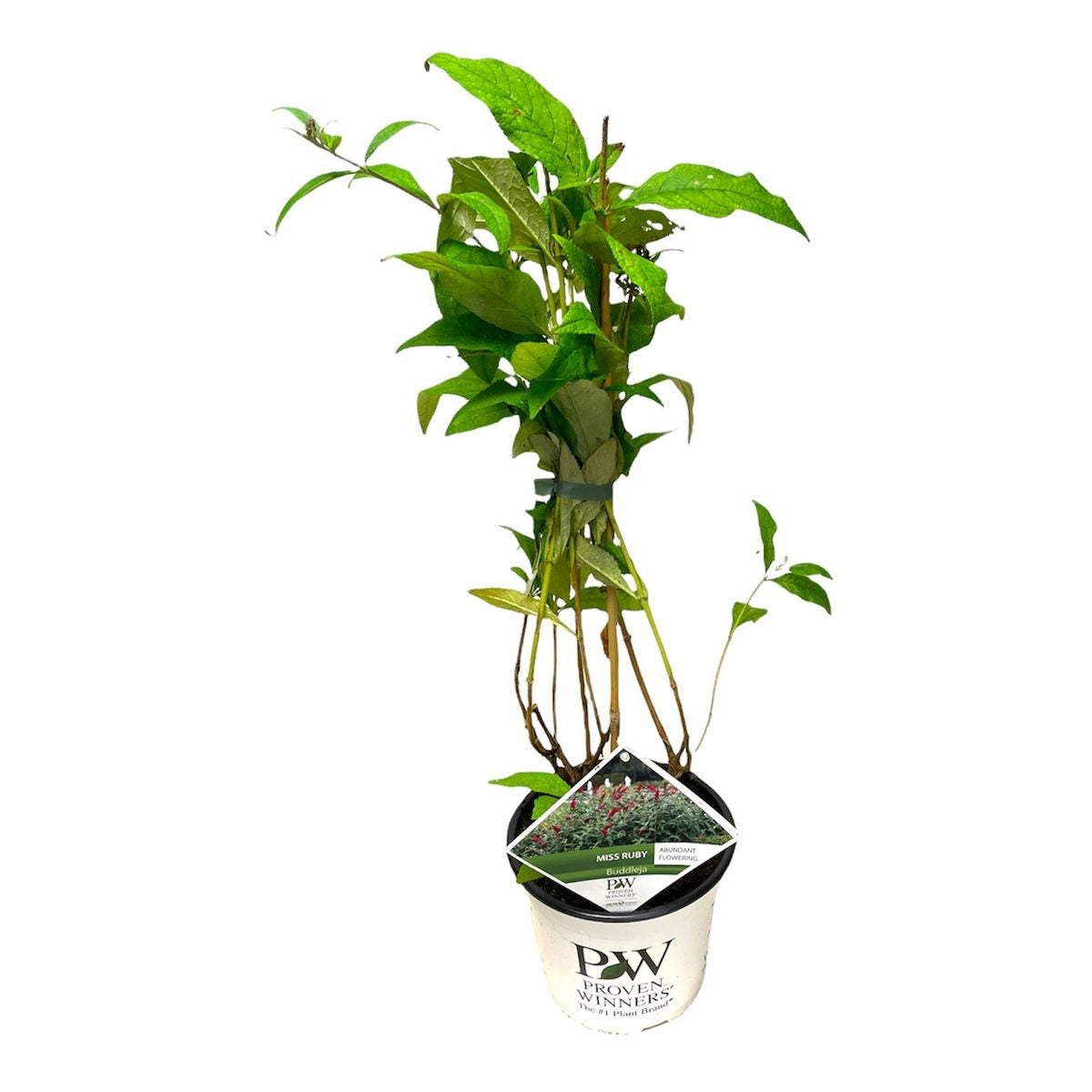 Syrenbuddleja d. &