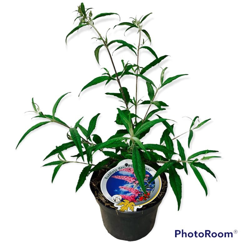 Syrenbuddleja d. &