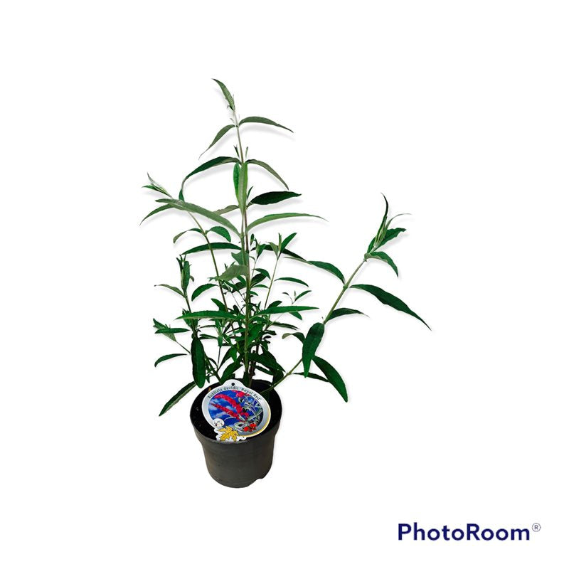 Syrenbuddleja d. &