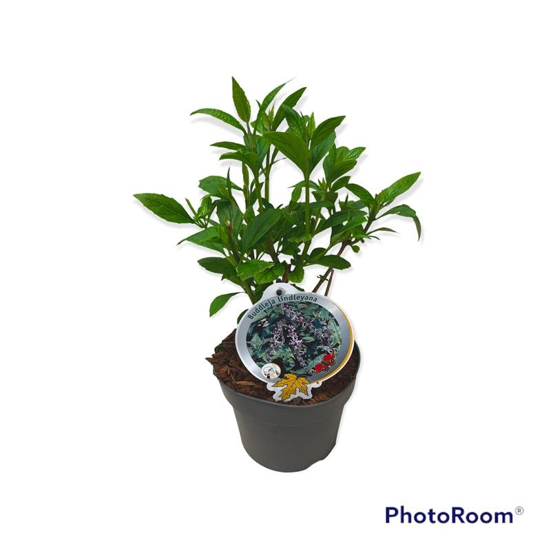 Syrenbuddleja lindleyana - C3/P19