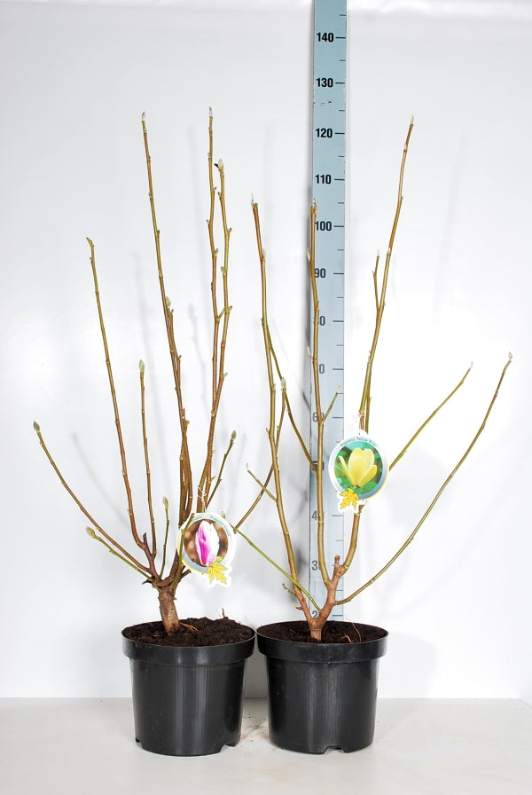 Magnolia in cultivars - C10 80-100 CM