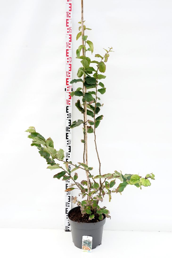 Persiskt järnträd persica - C10 100-125 CM