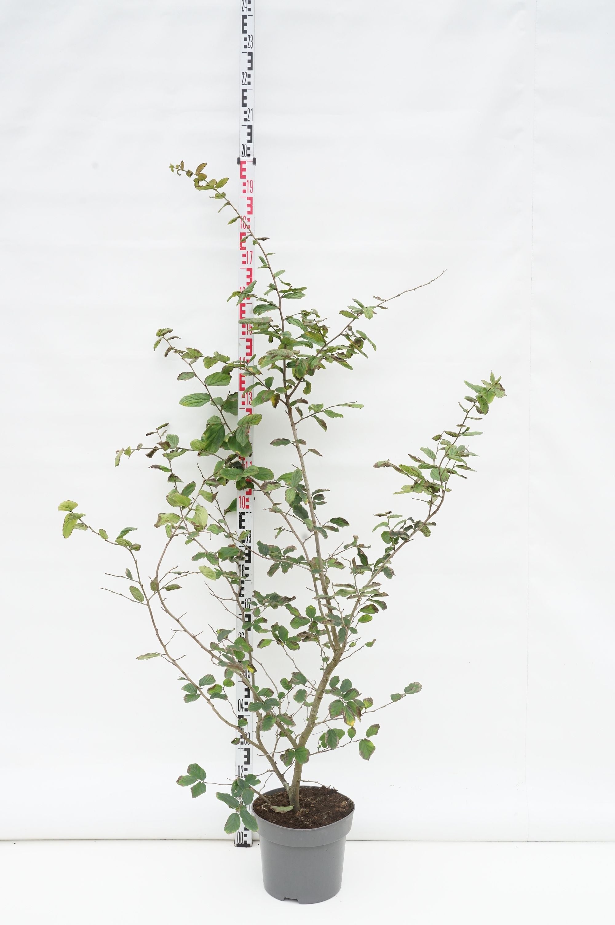 Persiskt järnträd persica - C10 125-150 CM