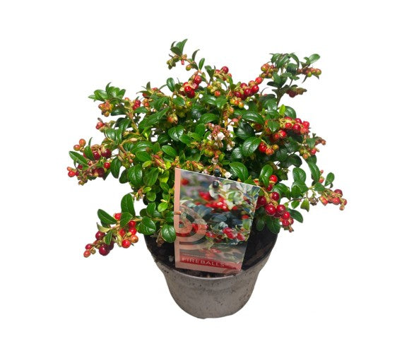 Lingon vitis-id. &