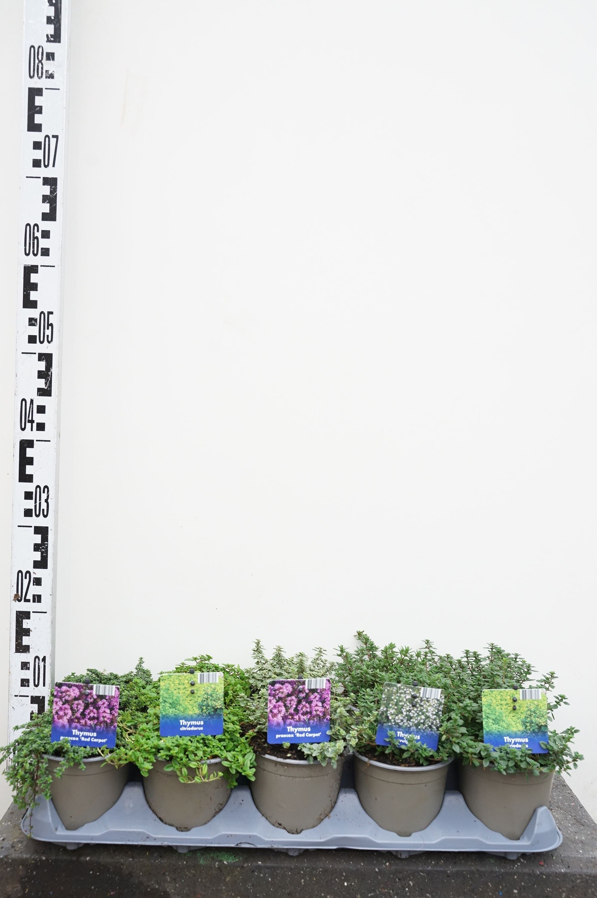 Timjan in cultivars - P12