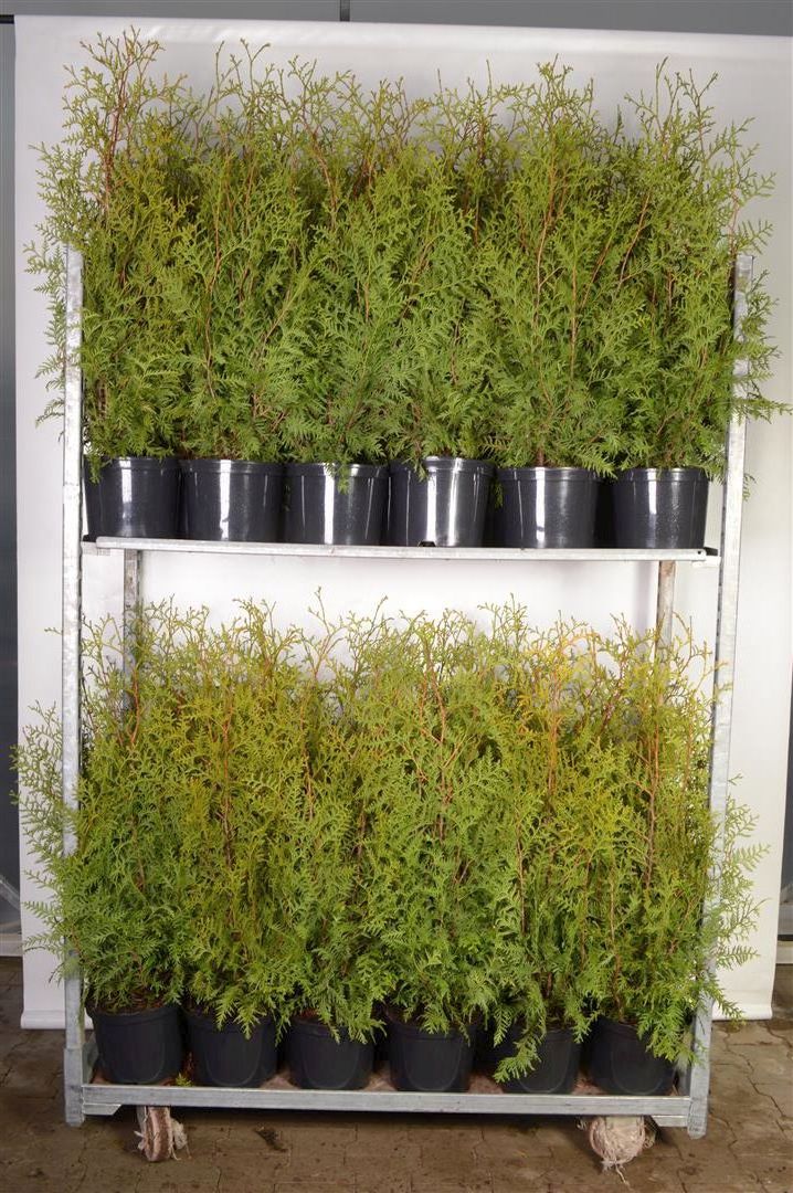 Thuja occ. &
