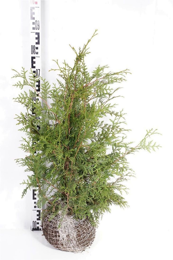 Thuja occ. &