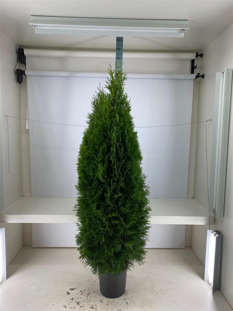 Thuja occ. &