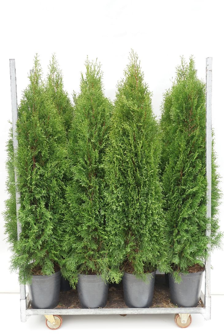 Thuja occidentalis &