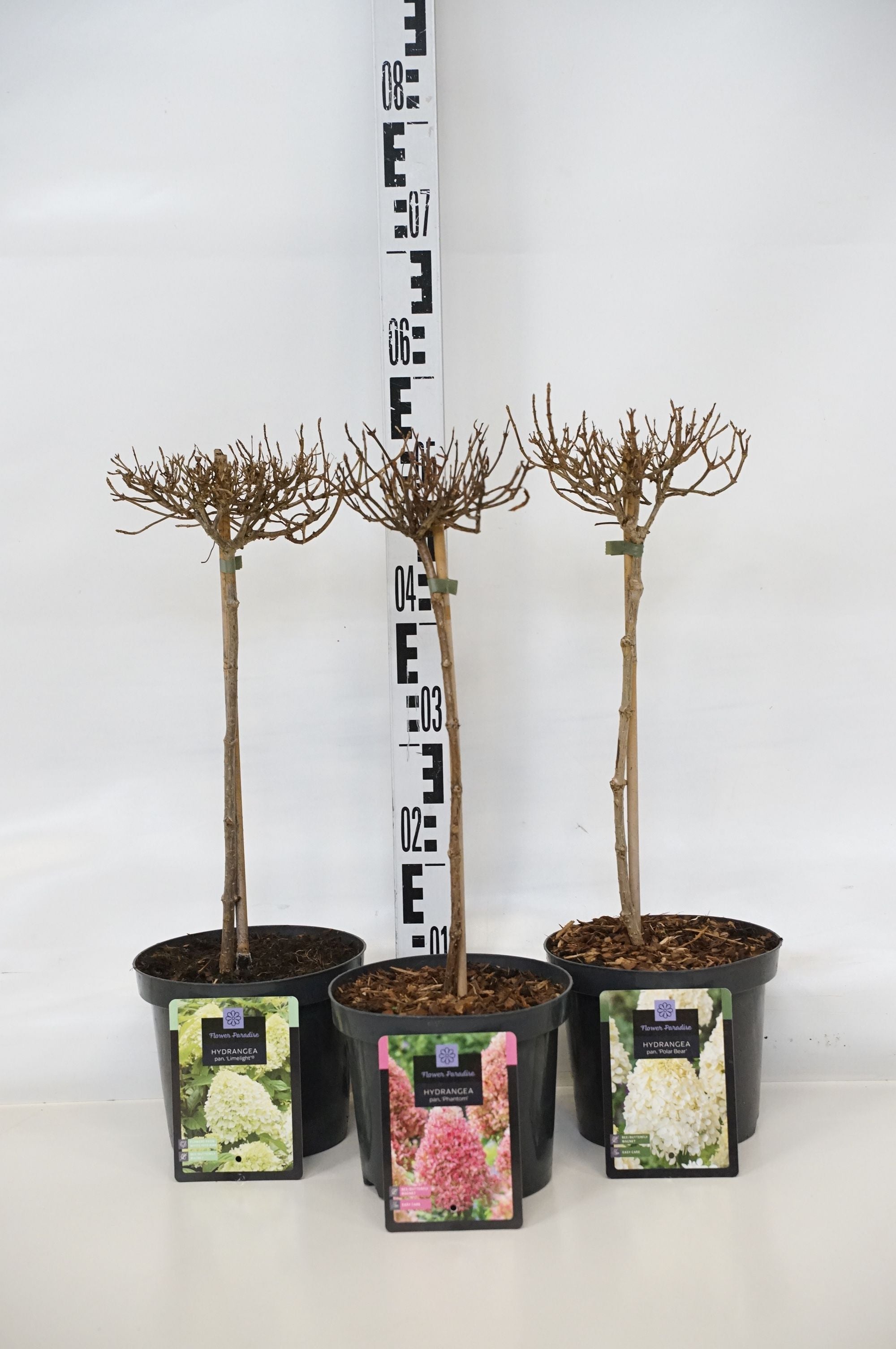 Hortensia pan. in cultivars - 30 CM STEM C3/P19