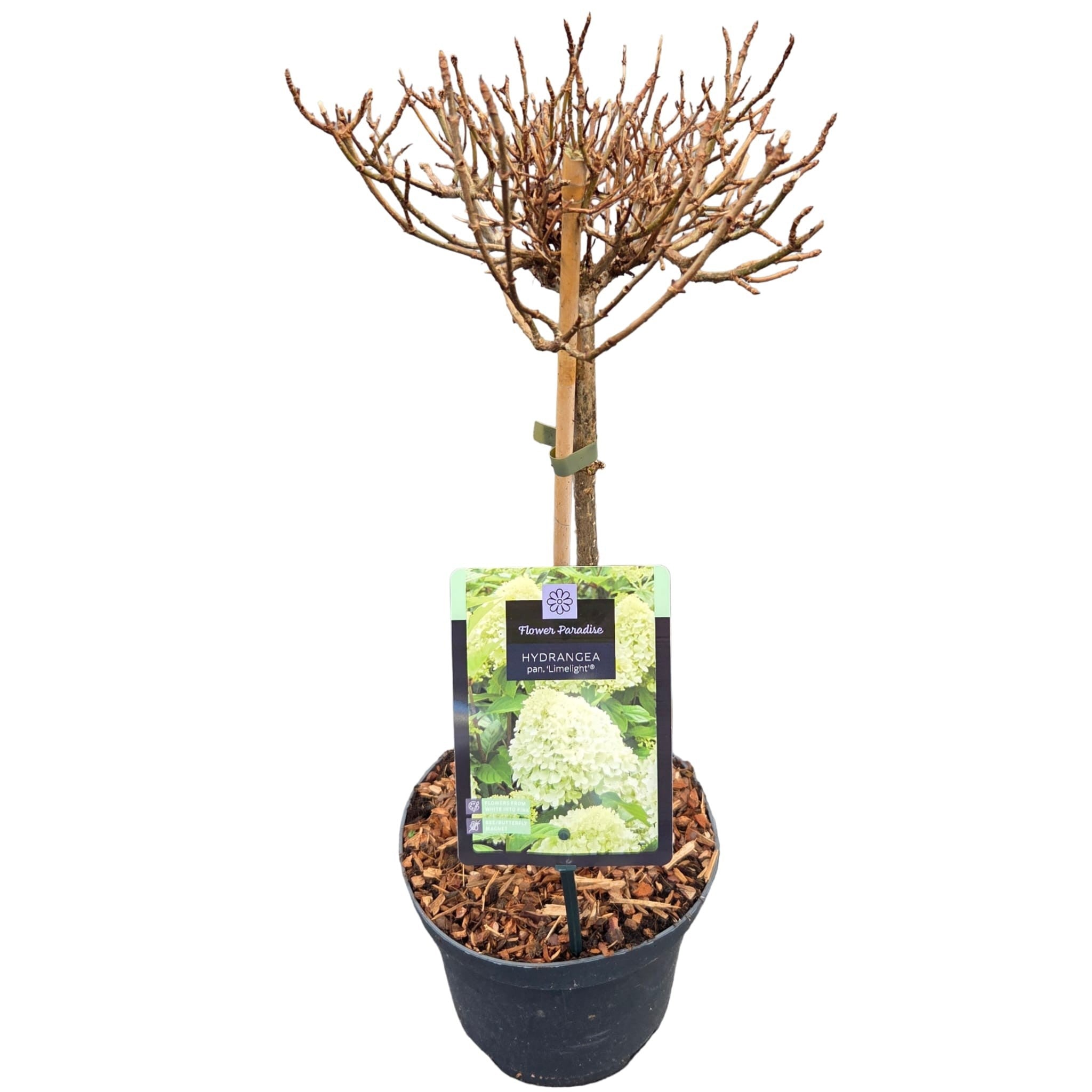 Hortensia pan. &