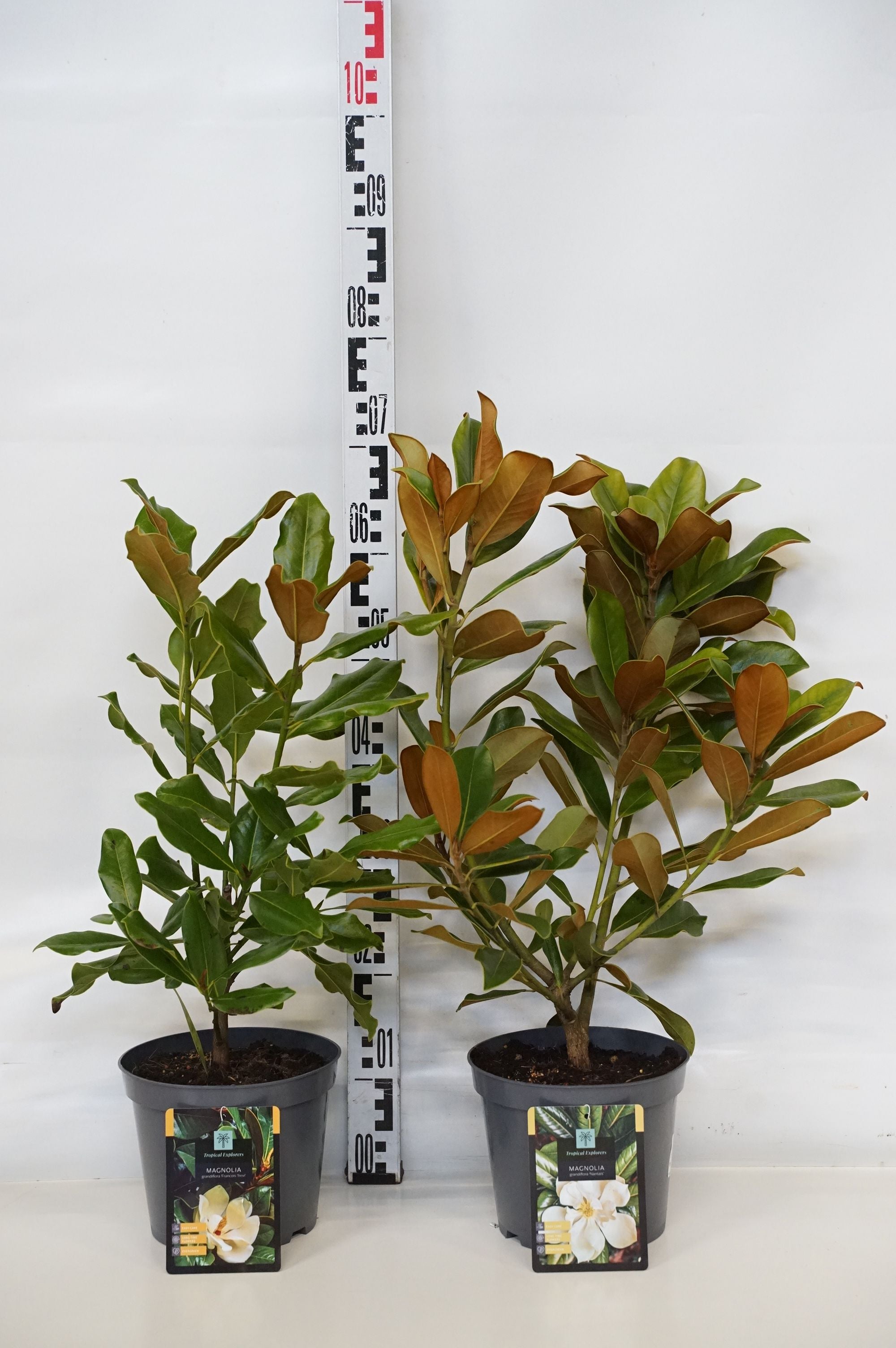 Magnolia grand. in cultivars - C3/P19 40-50 CM