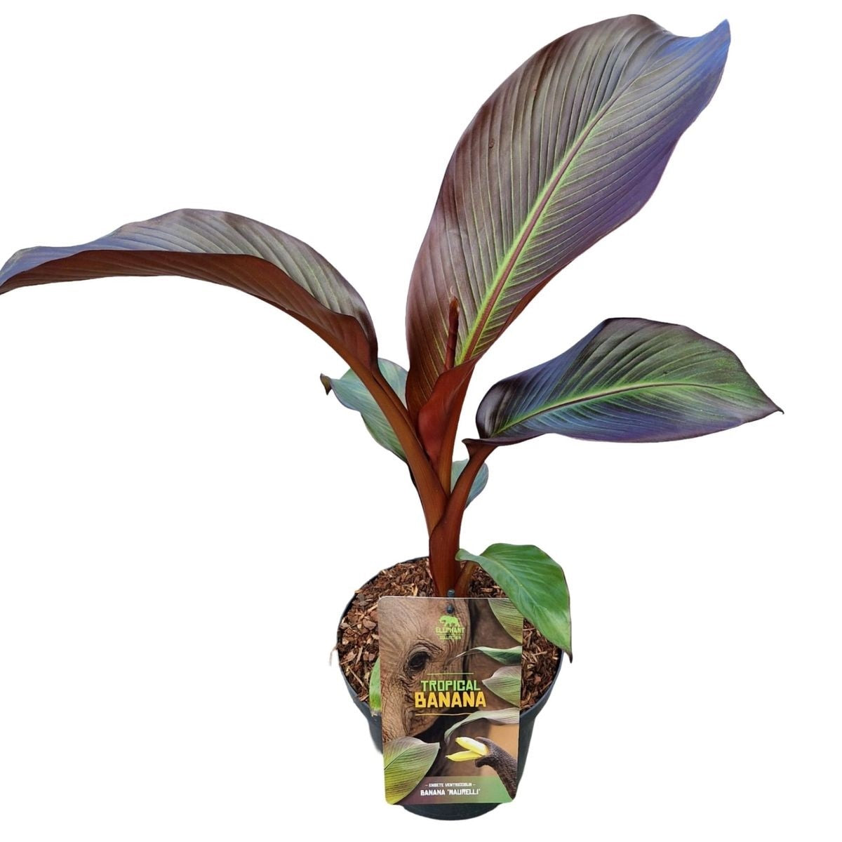 Banan ensete &