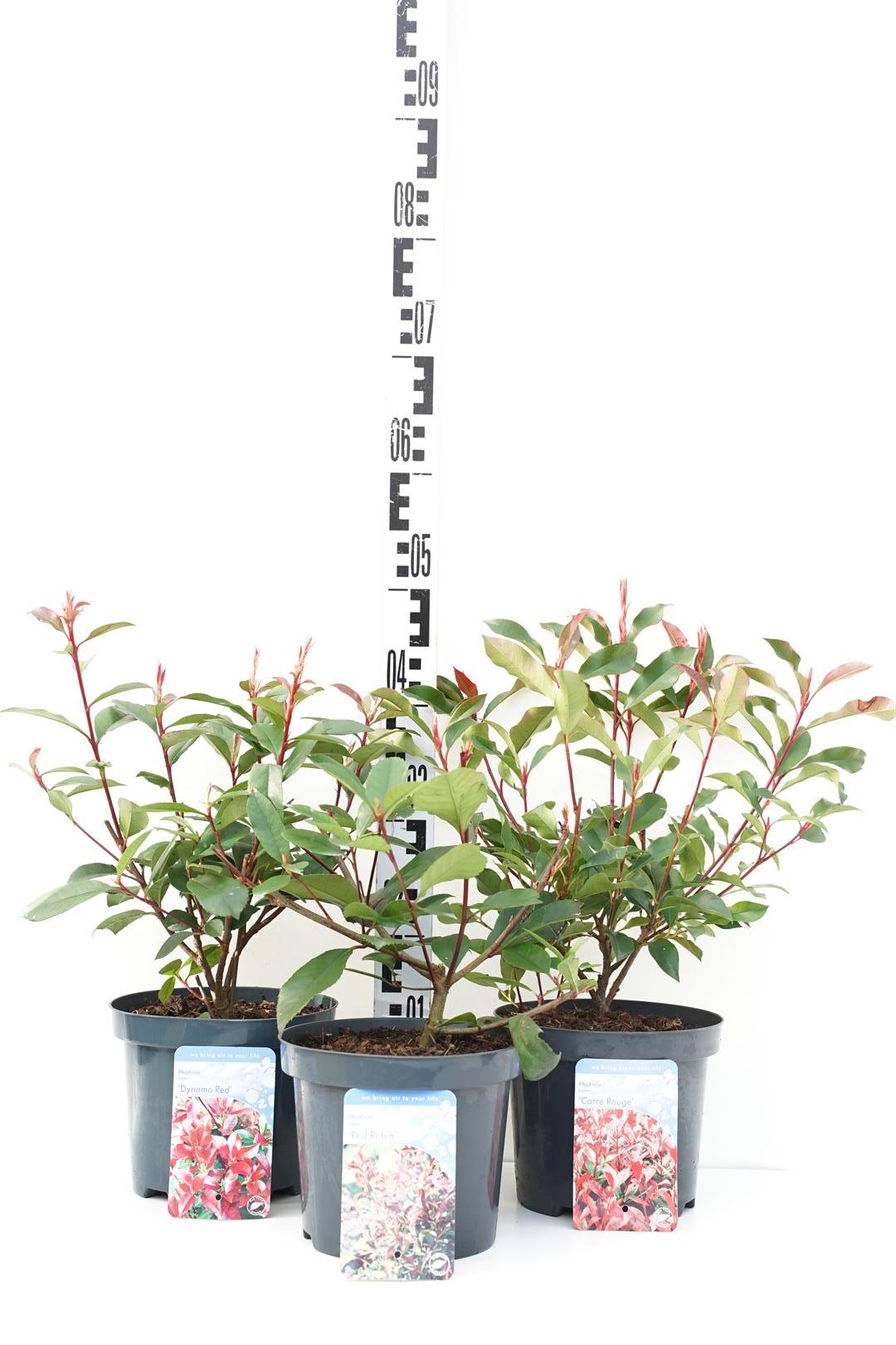 Glansmispel fraseri in cultivars - C3/P19 30-40 CM