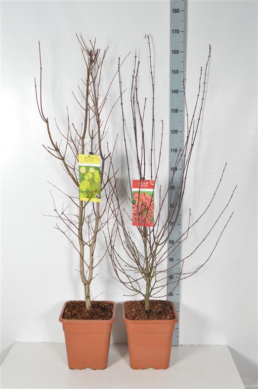 Lönn pal. in cultivars - C14 100-125 CM