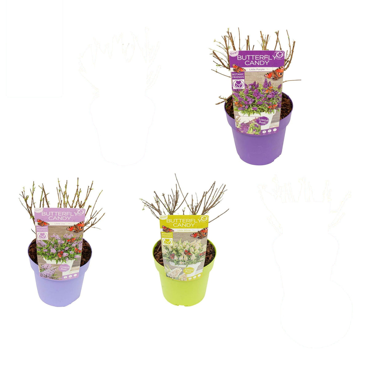 Buddleja d. &
