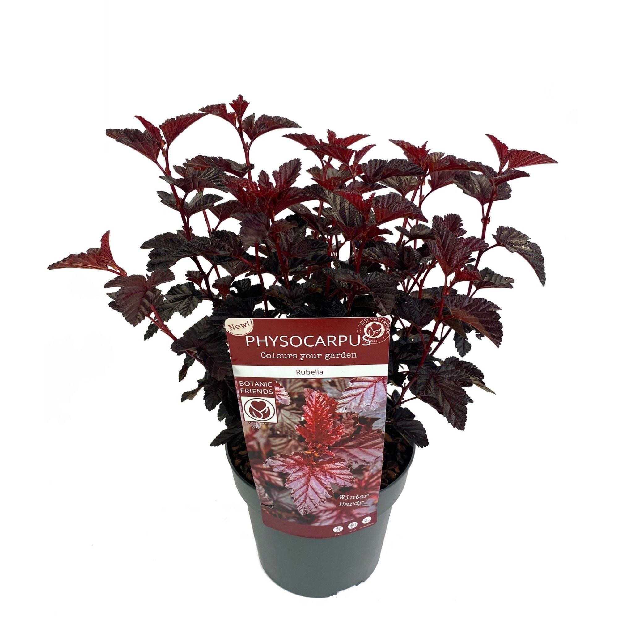 Smällspirea op. &