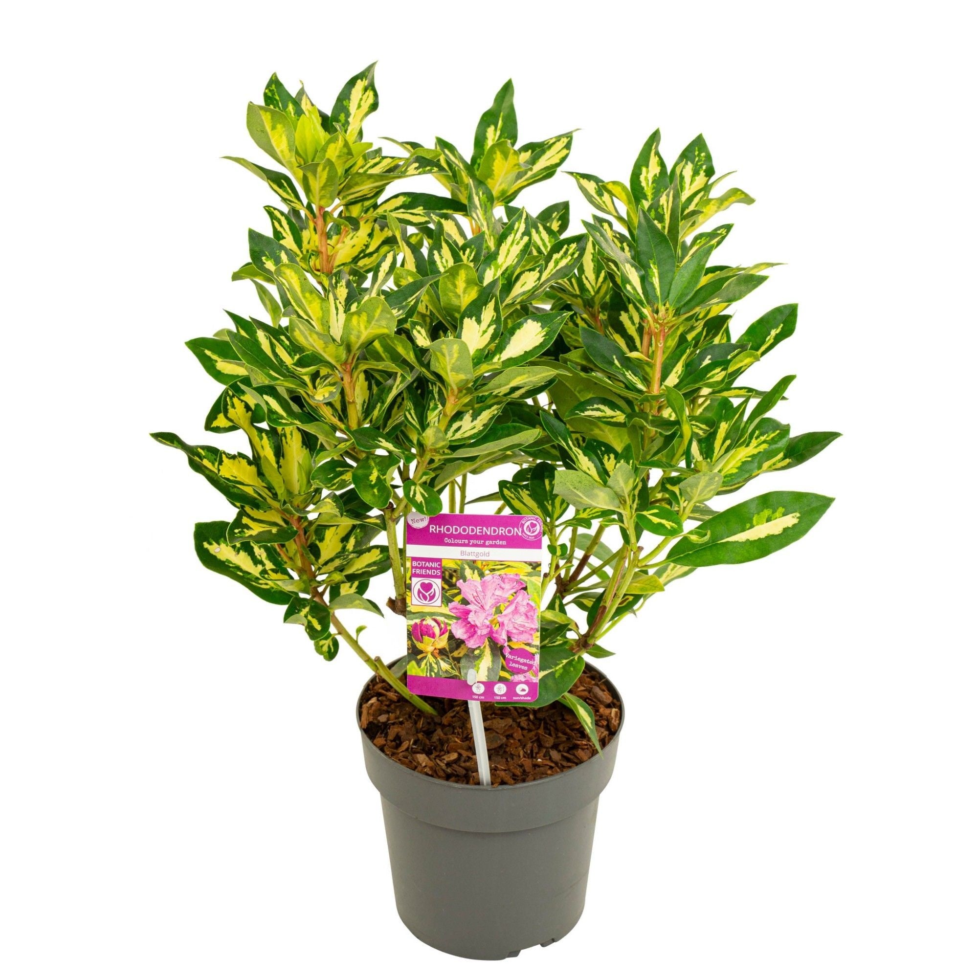 Rododendron &