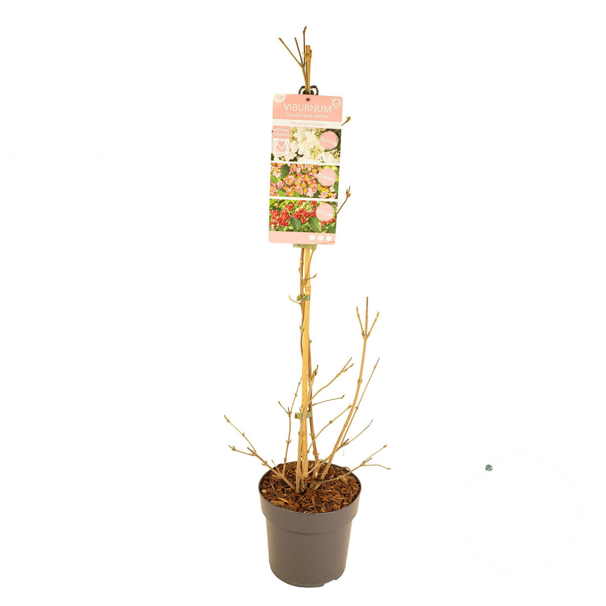 Viburnum pl. &