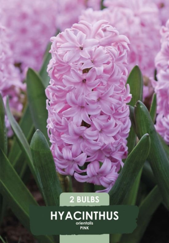 Hyacinthus &