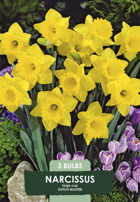 Narcissus &