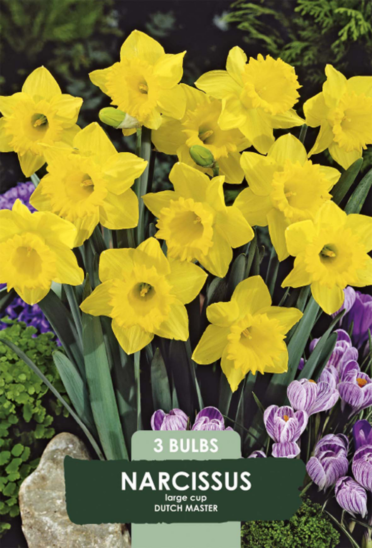 Narciss Dutch Master – hel förpackningsbild med blomman, 3-pack. Från Svedberga Plantskola