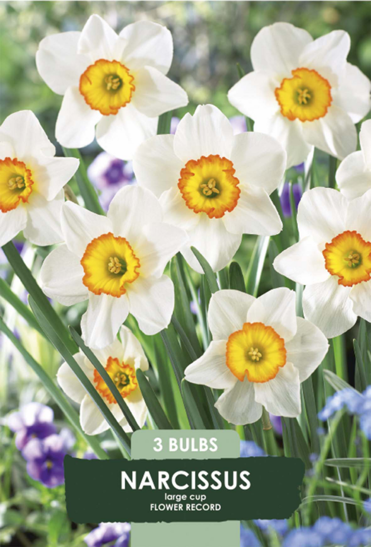 Narciss Flower Record – hel förpackningsbild med blomman, 3-pack. Från Svedberga Plantskola